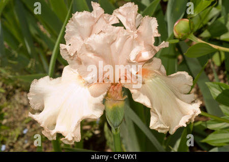 Einzelne blassrosa weiße bärtige Irisblume in voller Blüte mit Rüschenblättern und zarter Textur vor einem üppig grünen Gartenhintergrund. Stockfoto