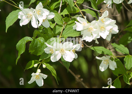 Weiße duftende Blüten mit gelben Herzen von Jasmin, Olaceae, die auf einem grünen Busch im hellen Sonnenlicht blühen. Stockfoto