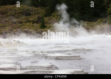 Sprudelnden Schlammpfützen bei der Hells Gate-Geothermie Bereich, Rotorua, Nordinsel, Neuseeland Stockfoto