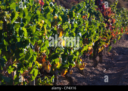 Spanien, Land Baskenland, La Rioja-Gebiet, Provinz Alava, Laguardia, Weinberg Stockfoto