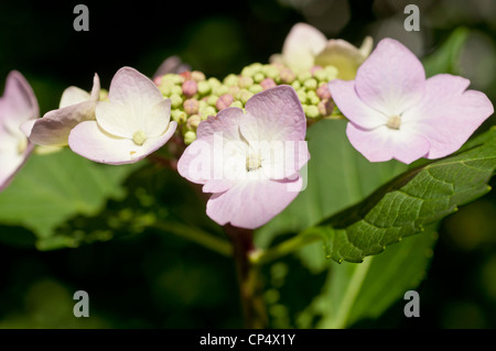 Weiße rosa Blüten der Hortensie Macrophylla Normalis, Lacecap Hydrangea, die in einem Garten mit grünen Blättern blüht. Stockfoto