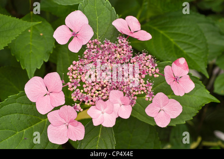 Weiße rosafarbene Blüten der Hortensie Macrophylla Normalis, Lacecap Hydrangea, die vor üppigem Grün blühen. Stockfoto