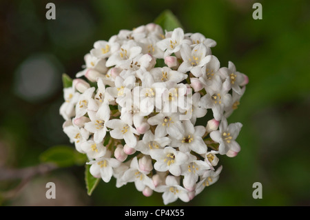 Duftende weiße Blüten und rosafarbene Knospen von Viburnum carlcephalum in einer Gartenumgebung, die eine Reihe von Frühlingsblüten zeigt. Stockfoto