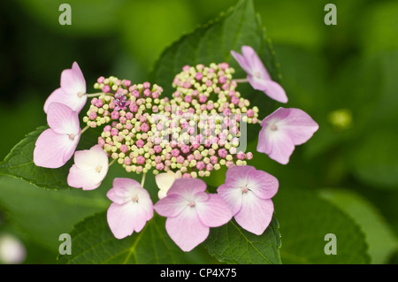 Nahaufnahme von rosa und weißen Blüten der Hortensie Macrophylla Normalis, Lacecap Hydrangea, blühend in einem Garten mit grünen Blättern. Stockfoto
