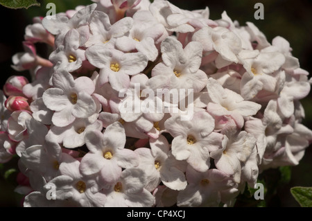 Nahaufnahme von Viburnum carlcephalum-Blüten, die in einem Frühlingsgarten Blöcke von blassrosa und weißen Blüten mit gelben Mittelpunkten zeigen. Stockfoto
