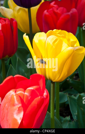rote und gelbe Tulpen Stockfoto