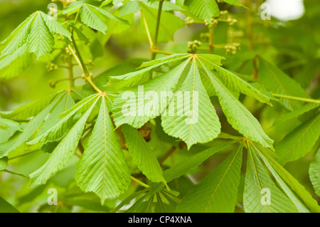 Jungfrühlingsgrüne Blätter und Blätter von Rotwein (Aesculus x carnea) in Nahaufnahme, die frisches saisonales Wachstum zeigen. Stockfoto