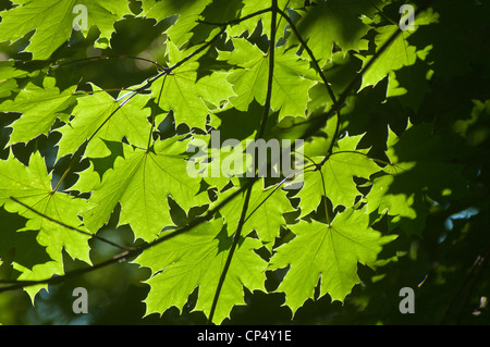 Leuchtend grüne hinterleuchtete Blätter und Blätter aus Zuckerahorn, Acer saccharum, mit komplexen Venenmustern vor dunklem, natürlichem Hintergrund. Stockfoto