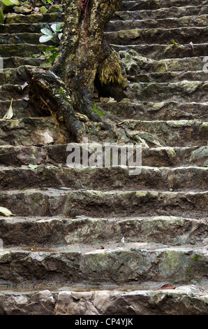 Parfüm Pagode in den Bergen in der Nähe von Ben Duc Vietnam. Treppen mit Baum. Stockfoto