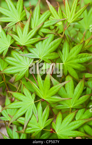 Leuchtend grüne und gelbe Bronzeblätter von japanischem Ahorn, Palm Maple, Acer Palmatum. Nahaufnahme des üppigen Frühlingsblatts in einer Gartenumgebung. Stockfoto