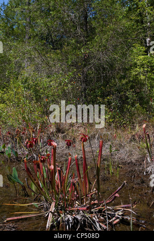 Sweet Red Kannenpflanzen in Blüte Sarracenia Rubra Var Gulfensis Nordwesten Florida USA Stockfoto