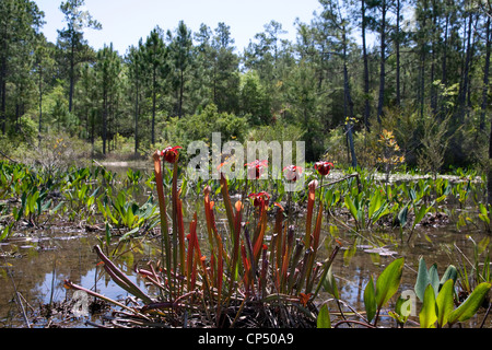 Sweet Red Kannenpflanzen in Blüte Sarracenia Rubra Var Gulfensis Nordwesten Florida USA Stockfoto