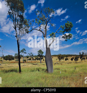 Botanik - Bäume - Sterculiacee - Queensland-Flaschenbaum-Flasche oder Baum (Brachychiton Rupestris). Australien, Queensland. Stockfoto