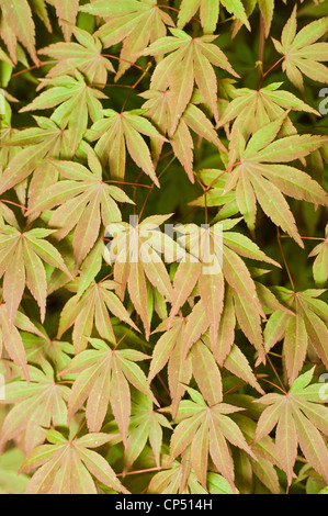 Leuchtend braune, gelbe und lila Blätter des japanischen Ahornholzes, Acer palmatum. Detailliertes Laub von Palmahorn aus der Familie der Aceraceae. Stockfoto