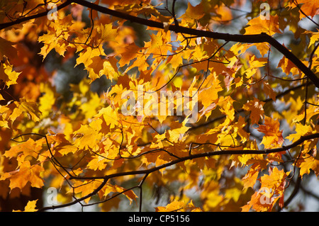 Leuchtendes gelbes und oranges Herbstlaub eines roten Ahorns (Acer rubrum), das an einem sonnigen Herbsttag von Sonnenlicht beleuchtet wird. Stockfoto