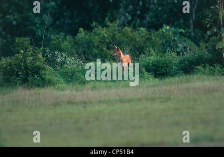 Zoologie - Canidae - Dingo (Canis Lupus Dingo). Kakadu-Nationalpark, Northern Territory, Australien. Stockfoto