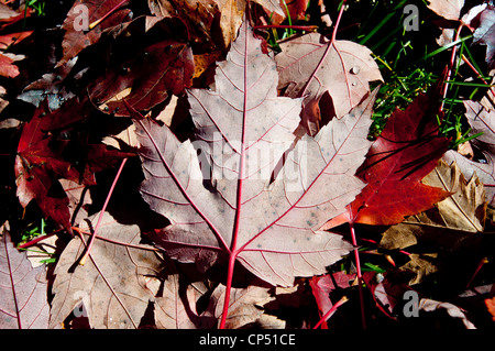 Ein einzelnes Blatt des Silber-Ahorn, Acer Saccharinum, Aceraceae, Creek Ahorn, Fluss Ahorn, Silverleaf Maple, weiche Ahorn, Wasser Mapl Stockfoto