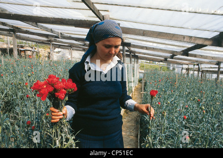 SAN REMO Blumen Sammlung Ligurien Nelken in einem Gewächshaus Stockfoto