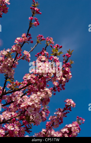 Leuchtend rosa Blütenknospen von Apfelmalus blühen an einem Ast vor einem klaren, hellblauen Himmel an einem sonnigen Frühlingstag. Stockfoto