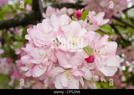Nahaufnahme von zarten weißen und rosa Apfelblüten und Blüten in voller Blüte auf einem Zweig mit weichem natürlichem Licht und einem unscharfen grünen Hintergrund. Stockfoto