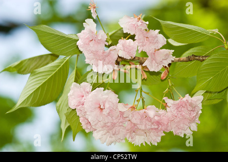 Aus nächster Nähe sehen Sie weiße und rosa Apfelblütenknospen, die auf einem Zweig mit üppig grünen Blättern unter hellem, natürlichem Sonnenlicht blühen. Stockfoto