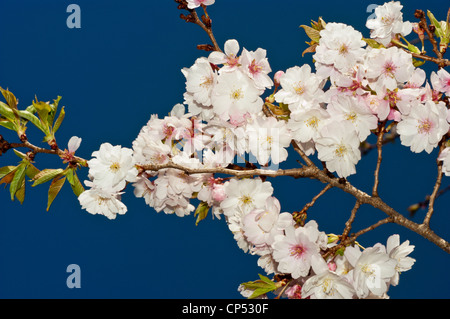 Nahaufnahme von weißen Blütenknospen des Apfelmalus, die im Frühjahr auf einem Zweig vor einem klaren tiefblauen Himmel blühen. Stockfoto
