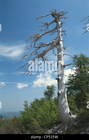 Calabria - Nationalpark Pollino - große Tor des Pollino. Loricato Kiefer (Pinus Leucodermis). Stockfoto