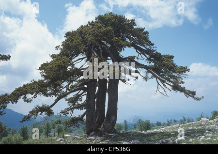 Kalabrien Pollino Nationalpark große Tor der Kiefern POLLINO LORICA gruppiert in kleinen Oase Stockfoto