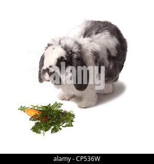 Süße grau und weiß Lop Eared Hase mit Karotte und Greens auf weißem Hintergrund Stockfoto