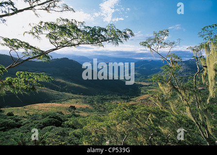 Simbabwe - Chimanimani-Nationalpark. Der Wald. Stockfoto