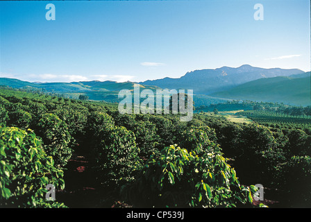 Nationalpark in Simbabwe Chimanimani Kaffeeplantage " Stockfoto