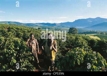 Nationalpark in Simbabwe Chimanimani Kaffeeplantage " Stockfoto