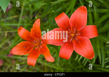 Nahaufnahme eines Paares leuchtender roter Taglilien, die in einem üppig grünen Garten unter natürlichem Tageslicht blühen. Stockfoto