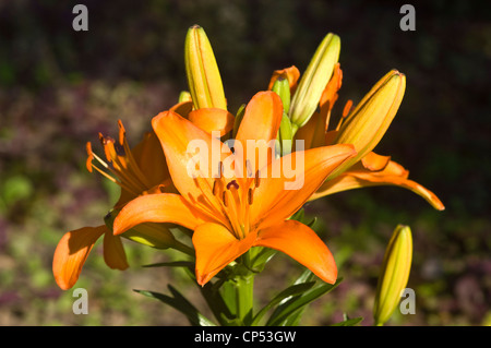 Nahaufnahme von leuchtenden orangefarbenen Taglilienblüten in voller Blüte mit ungeöffneten Knospen in einer sonnigen Gartenumgebung. Stockfoto