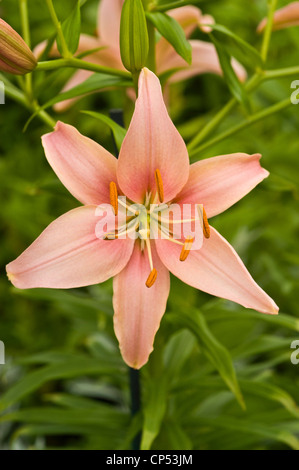 Leuchtende rosafarbene Taglilienblüte aus nächster Nähe mit weichem grünem Gartenhintergrund. Stockfoto