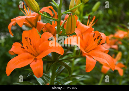 Nahaufnahme von leuchtenden orangefarbenen Taglilienblüten in voller Blüte mit grünen Knospen und üppigem Laub vor einem verschwommenen natürlichen Hintergrund. Stockfoto