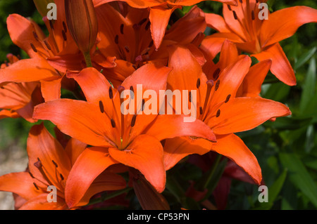 Nahaufnahme von leuchtenden orangefarbenen Taglilienblüten in voller Blüte mit einem üppigen grünen Hintergrund an einem sonnigen Tag. Stockfoto