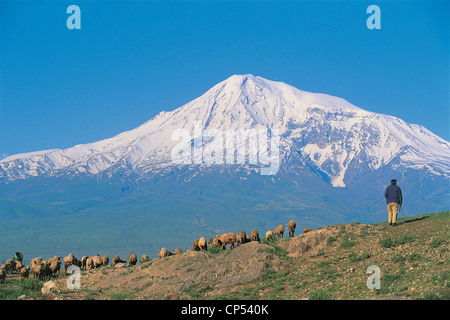 Armenien - Khor um Virap (Hor Virap). Schafe weiden. Im Hintergrund ist Berg Ararat Stockfoto