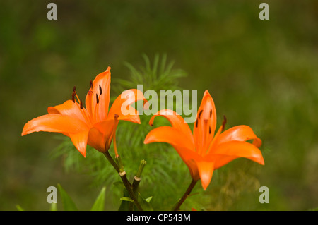 Nahaufnahme von zwei leuchtenden orangefarbenen Taglilienblüten, die in einem Sommergarten vor einem weichen, unscharfen grünen Hintergrund blühen. Stockfoto