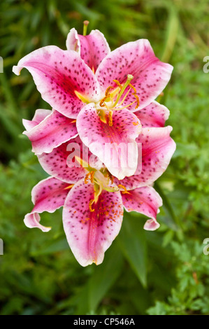 Eine lebhafte Nahaufnahme von zwei rosa, roten und gelben Taglilienblüten mit dunklen Flecken vor einem weichen grünen Laubhintergrund. Stockfoto