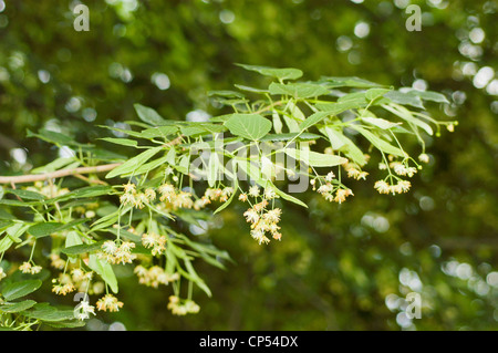 Blumen von Tilia americana, American Linden, Lindenholz blüht auf einem Baumzweig mit grünen Blättern und einem weichen Bokeh Hintergrund. Stockfoto