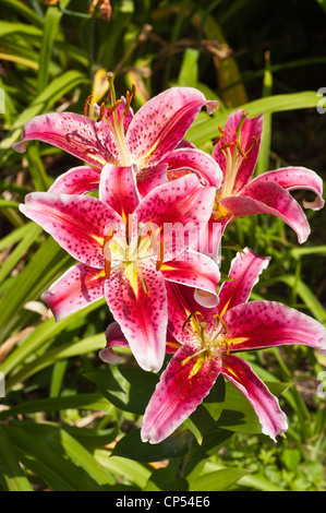 Nahaufnahme von vier leuchtenden rosa, roten und gelben Taglilien, die in einem sonnigen Garten mit einem üppigen grünen Hintergrund blühen. Stockfoto