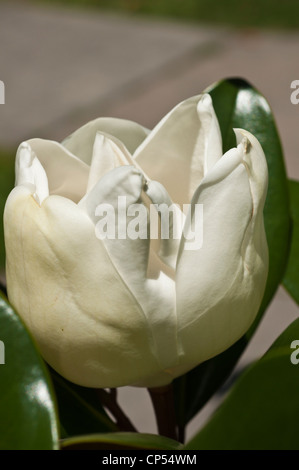 Weiß blühende Blume Immergrüne Magnolie, Magnolia Grandiflora, Bull Bay, Magnoliaceae Stockfoto