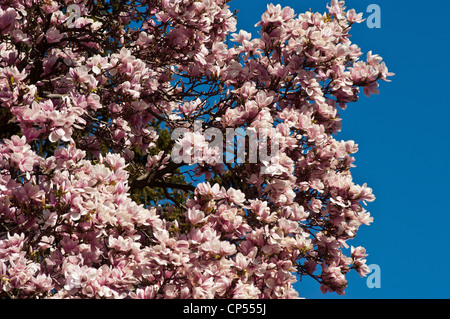 Wunderschöne rosafarbene Blüten von Magnolia soulangeana, Saucer Magnolien, Magnoliaceae, in voller Blüte vor einem hellblauen Himmel. Stockfoto
