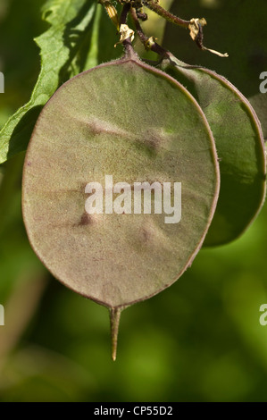 Flache grüne Samenkapseln der jährlichen Ehrlichkeit (Lunaria annua), ein Mitglied der Familie der Brassicaceae, gezeigt in einer Nahaufnahme im Freien. Stockfoto