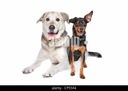 Zwergpinscher und ein Mischling Labrador vor weiß Stockfoto