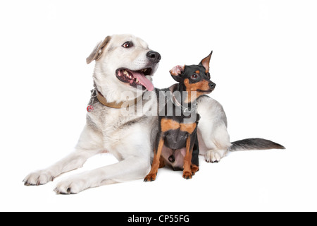 Zwergpinscher und ein Mischling Labrador vor weiß Stockfoto