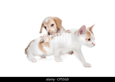 Welpen und Kätzchen vor einem weißen Hintergrund Stockfoto