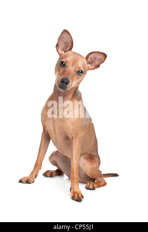 Zwergpinscher vor einem weißen Hintergrund Stockfoto
