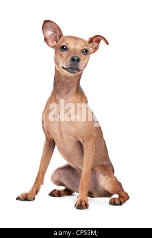 Zwergpinscher vor einem weißen Hintergrund Stockfoto